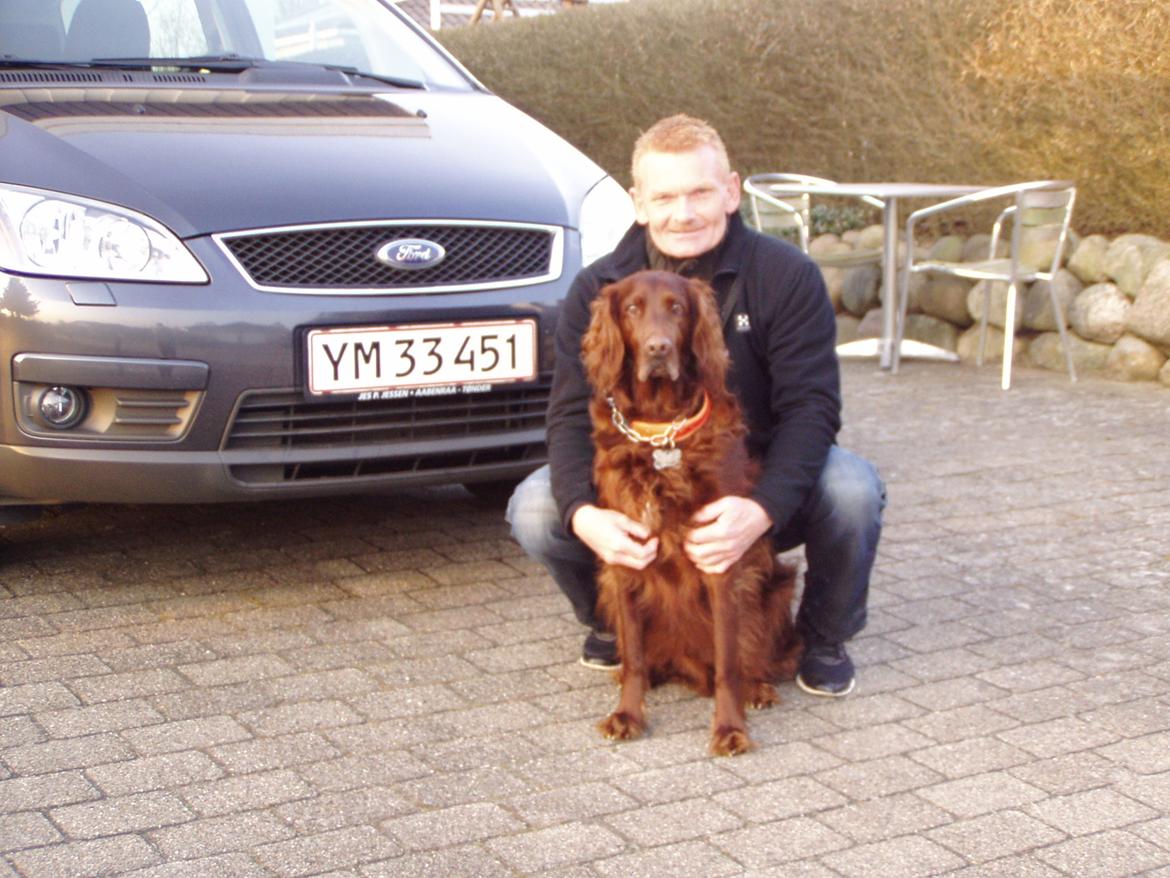 Irsk setter Milan billede 5