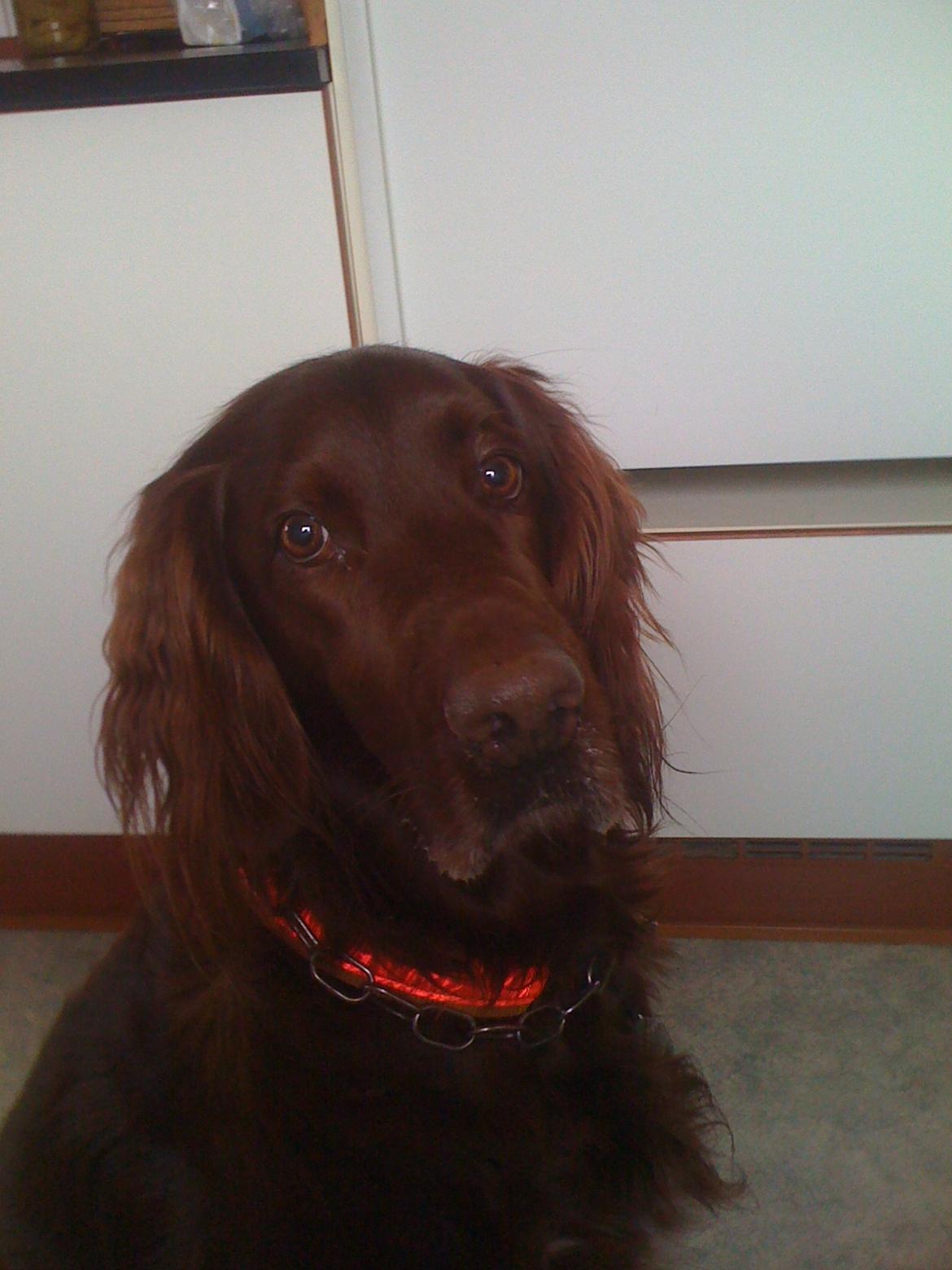 Irsk setter Milan billede 6