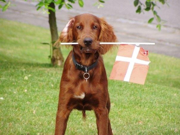 Irsk setter Milan - Milan ønsker sin far tillykke med de 40 år - her er han 5 mdr. billede 7