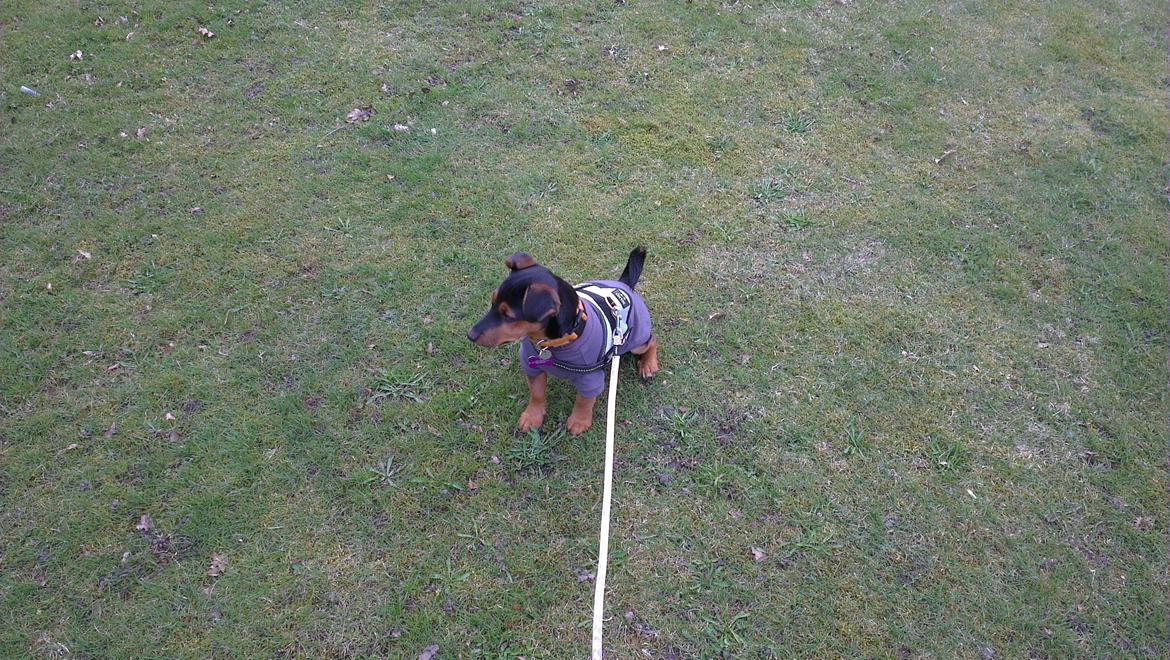 Blanding af racer Samson *FlamBamse* - .Samson ude første gang med sin nye trøje :) billede 1