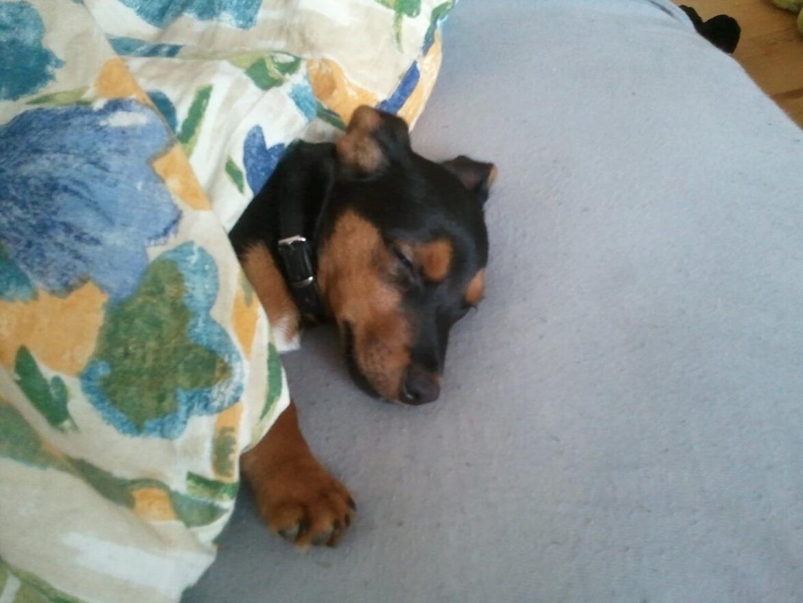 Blanding af racer Samson *FlamBamse* - .Samson ligger og putter :) billede 2