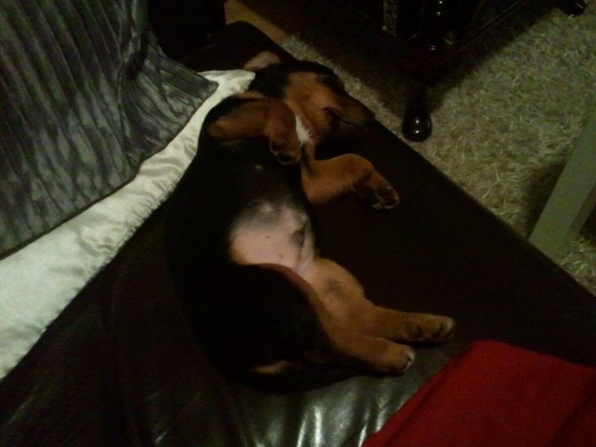 Blanding af racer Samson *FlamBamse* - .da han var lille :) billede 3