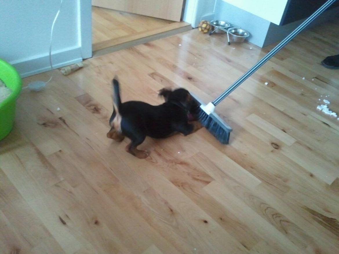 Blanding af racer Samson *FlamBamse* - .mor måtte ikke feje :) billede 4