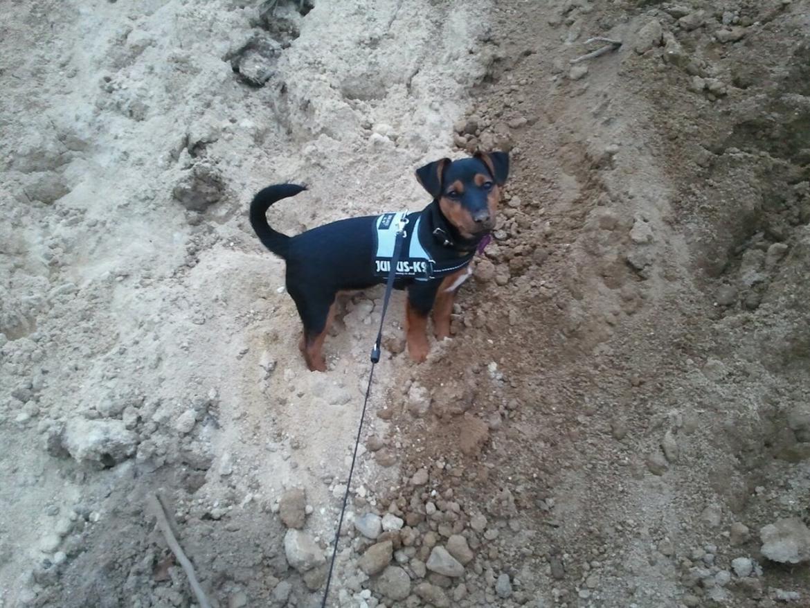 Blanding af racer Samson *FlamBamse* - .min lille bjergbestiger :) billede 5