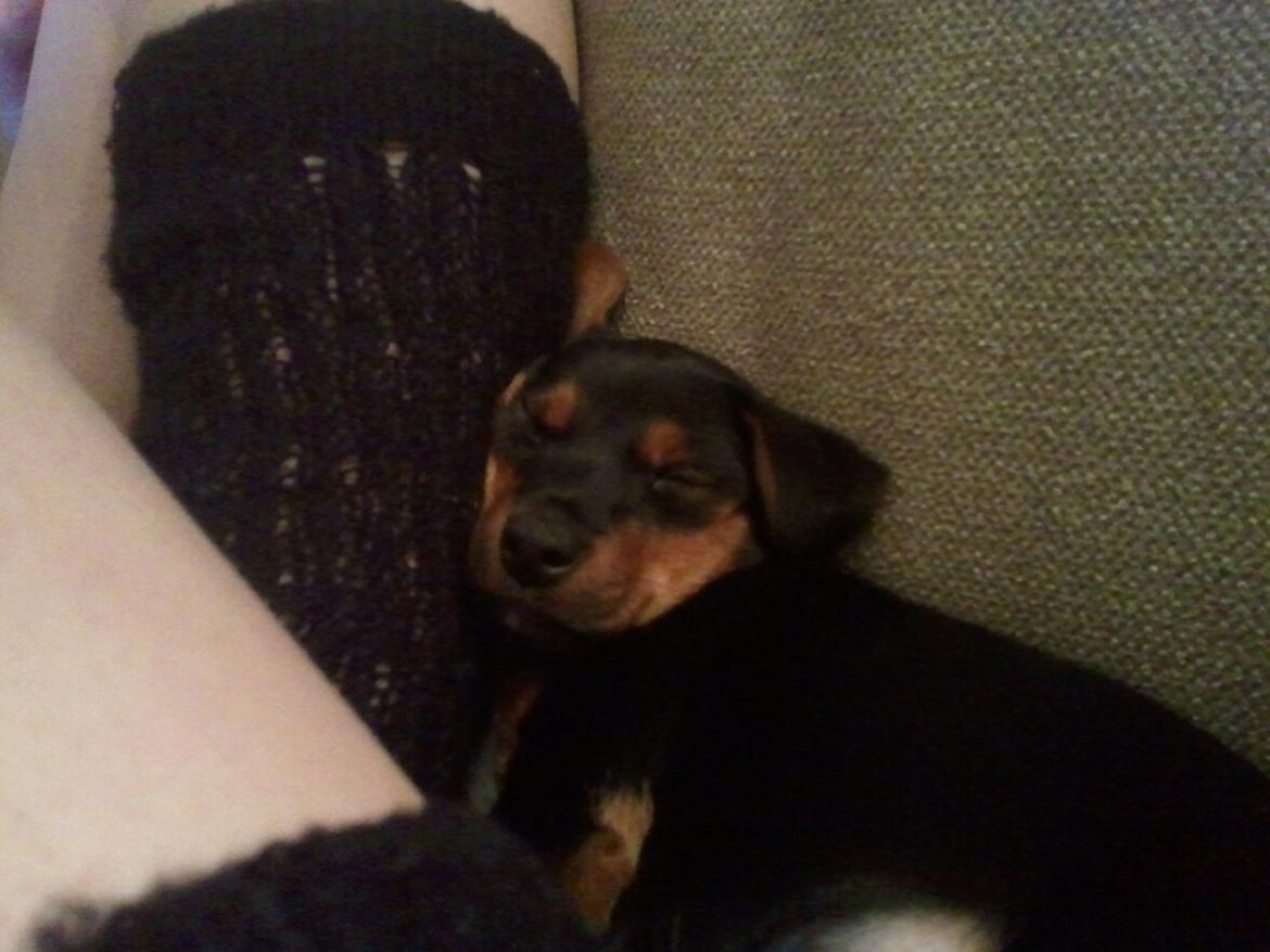 Blanding af racer Samson *FlamBamse* billede 6