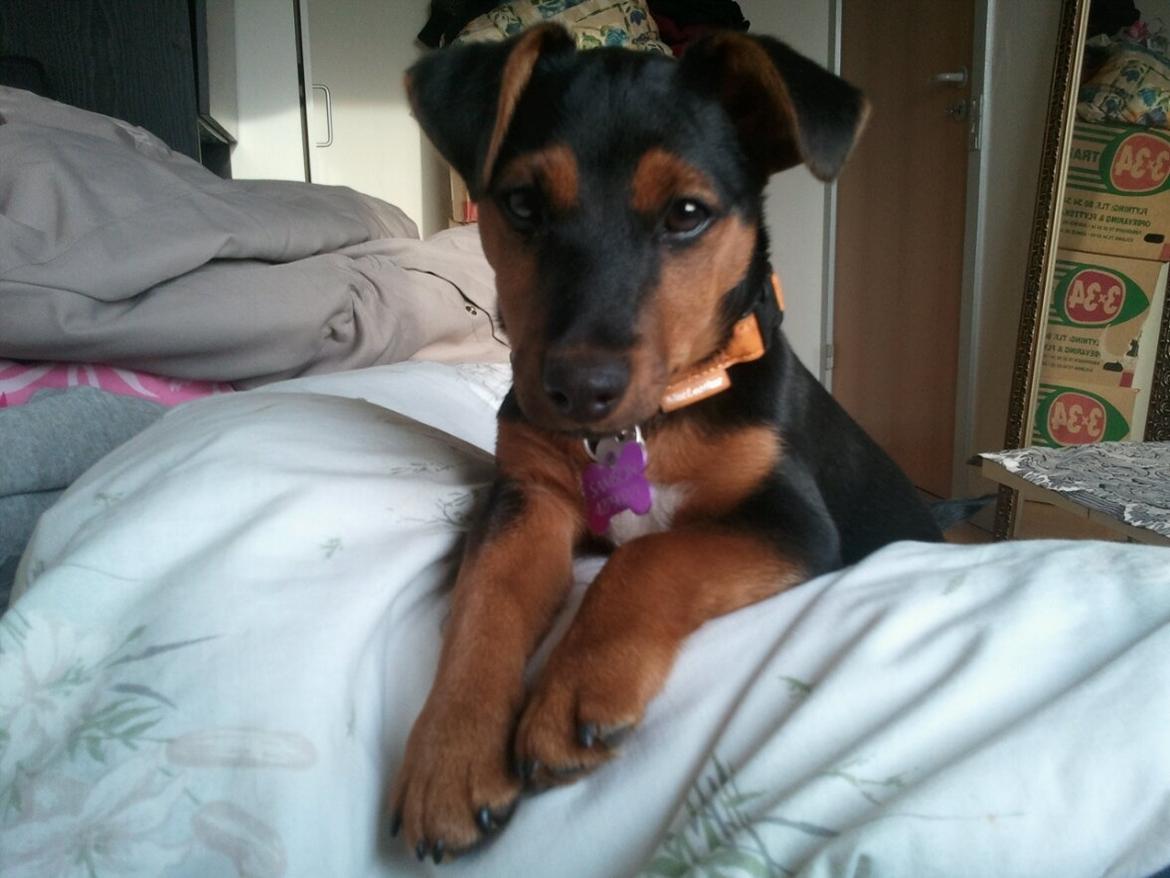 Blanding af racer Samson *FlamBamse* billede 7