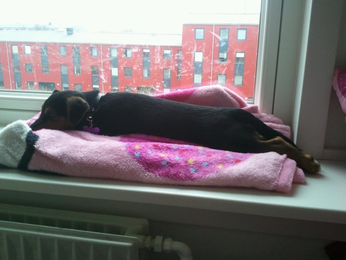 Blanding af racer Samson *FlamBamse* - .flader ud i vinduet :) billede 8