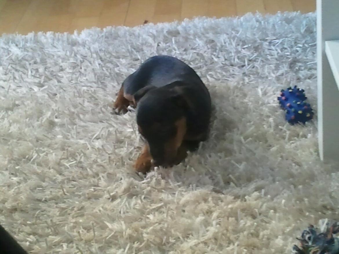 Blanding af racer Samson *FlamBamse* - .da han var lille :) billede 9