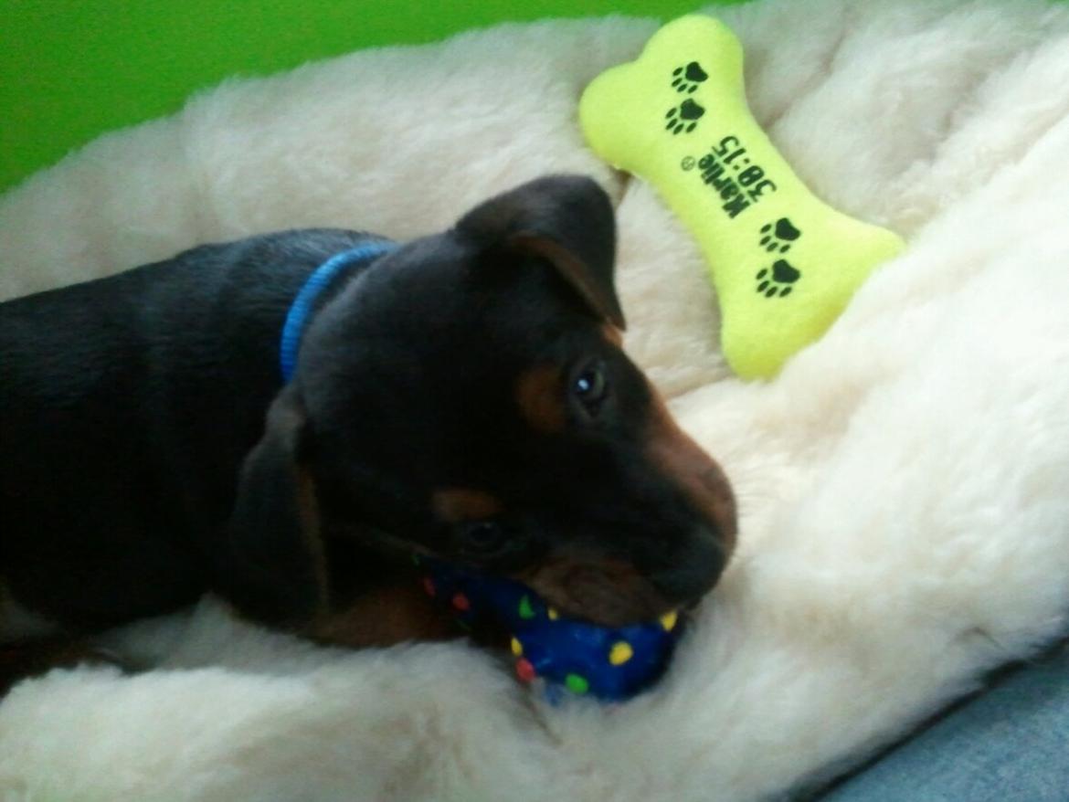 Blanding af racer Samson *FlamBamse* - .i bilen på vej hjem :) billede 10