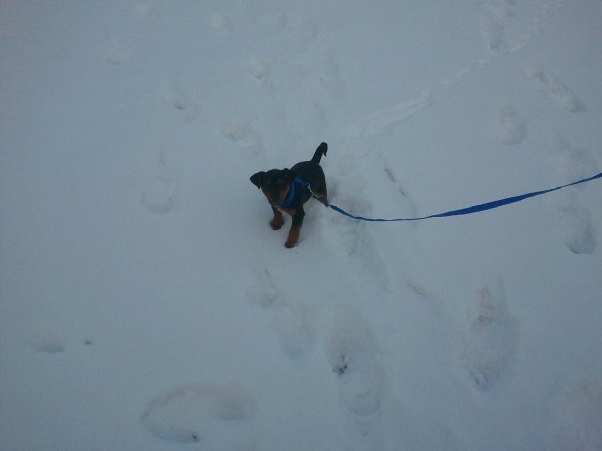 Blanding af racer Samson *FlamBamse* - .han ELSKER sne, det er aalt for koldt men han vil ikke ind :) billede 11