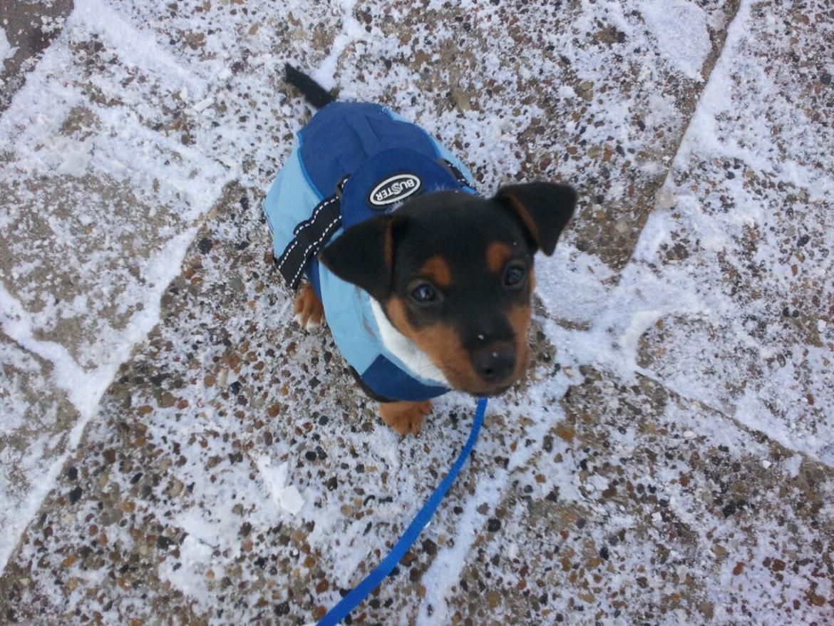 Blanding af racer Samson *FlamBamse* - .da han lige havde fået sin jakke :) billede 12