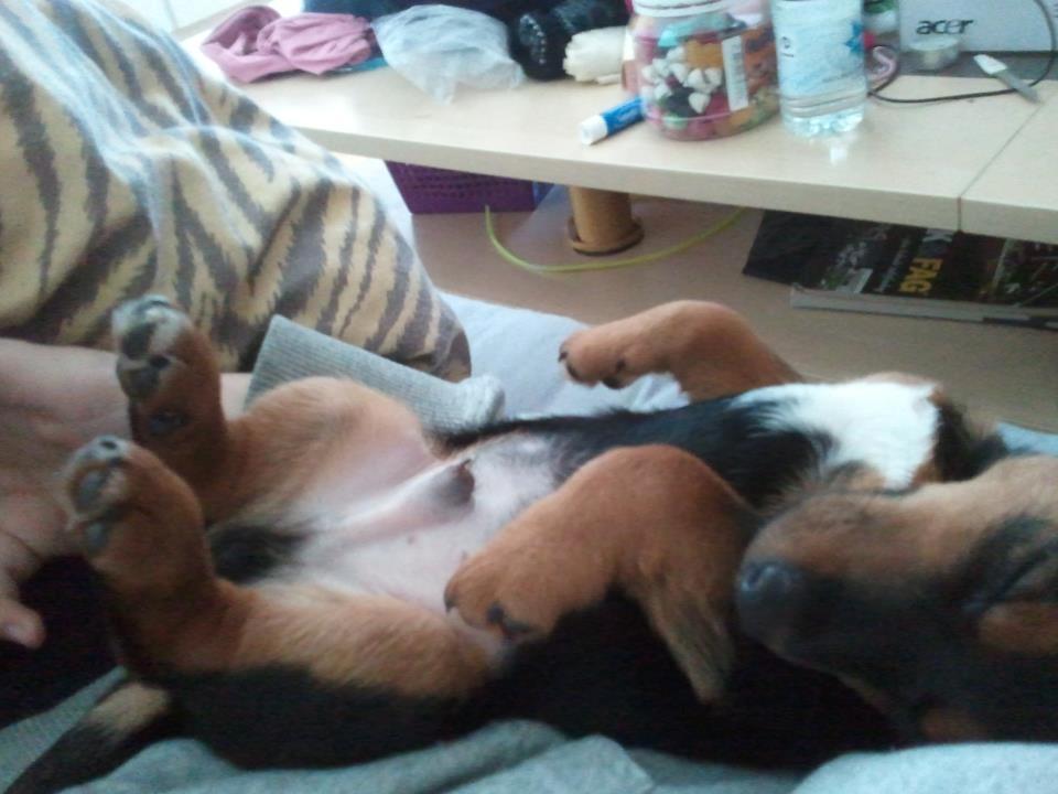 Blanding af racer Samson *FlamBamse* - .træt lille bebs :) billede 13