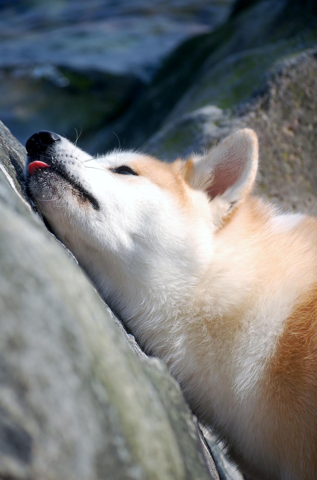 Akita inu Akio billede 5