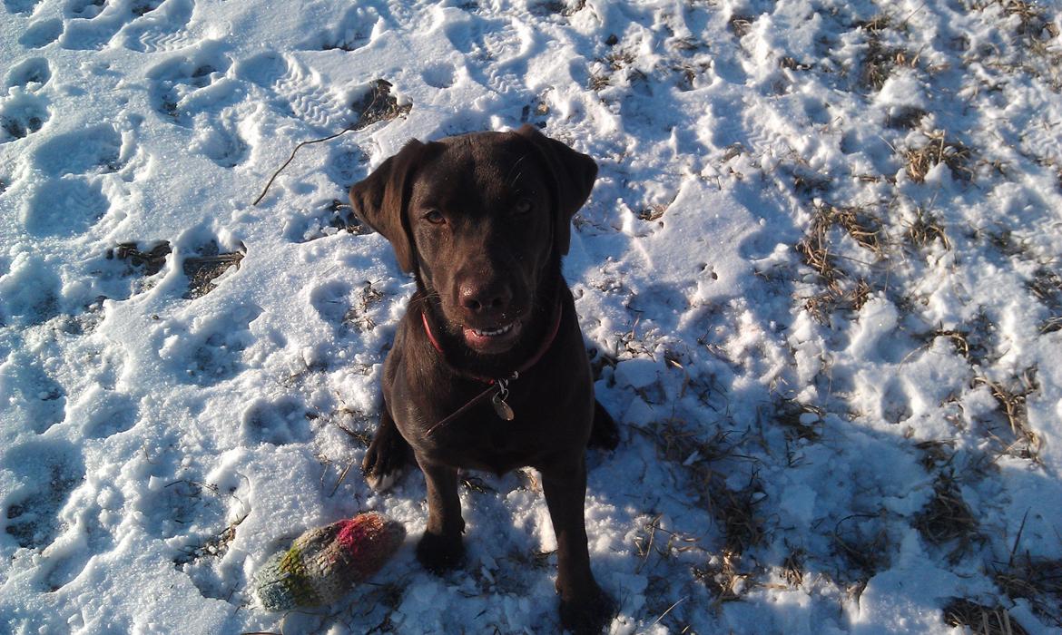 Labrador retriever Sofi - Smukke Sofi billede 1