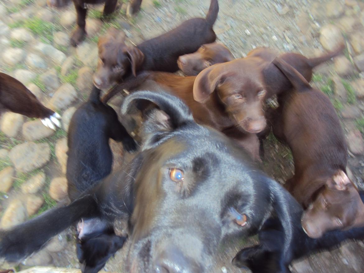 Labrador retriever Sofi - at vælge en hund - 10 ialt billede 2
