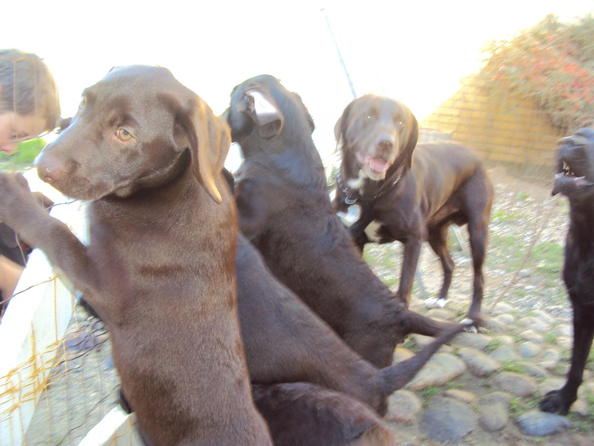 Labrador retriever Sofi - søskende og hendes far billede 3
