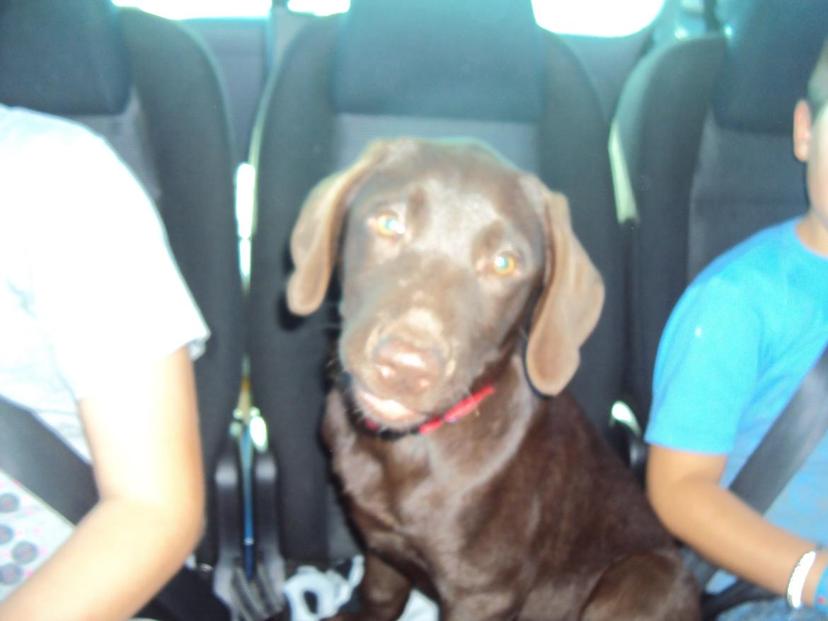 Labrador retriever Sofi - Valget blev Sofi og nu går turen hjem billede 4