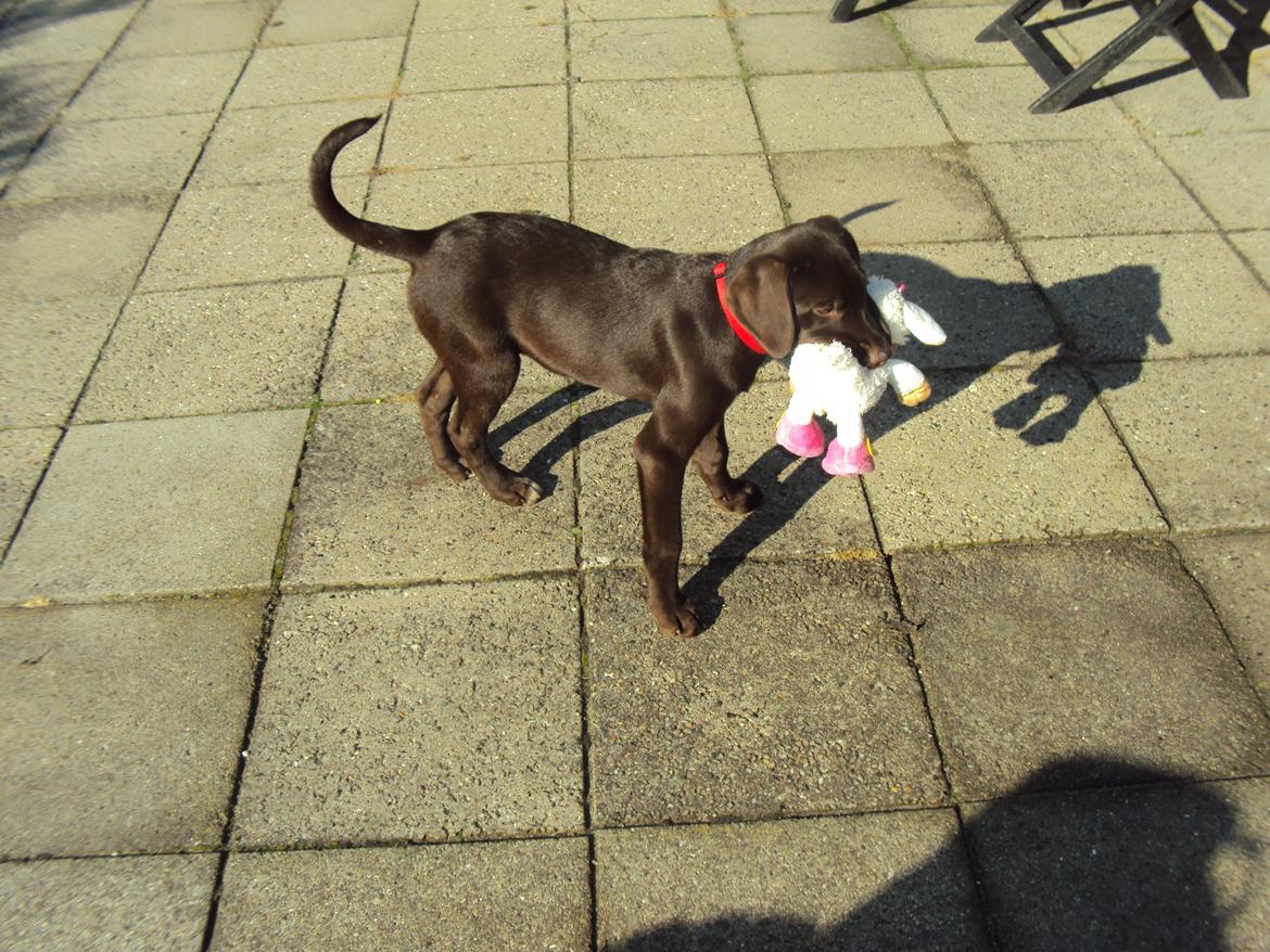 Labrador retriever Sofi - Vel hjemme billede 5