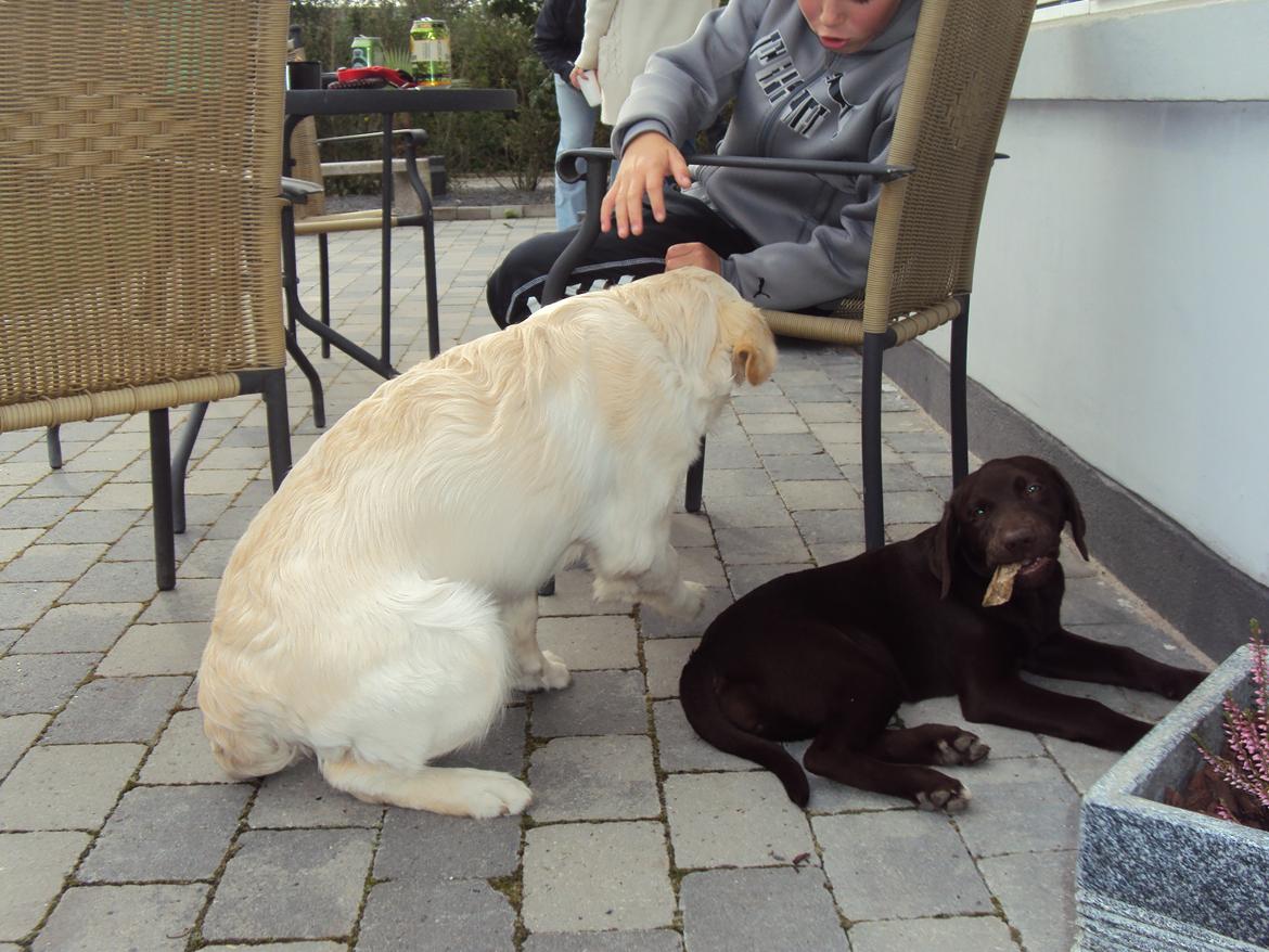 Labrador retriever Sofi - Hilse på kusine Bella billede 6