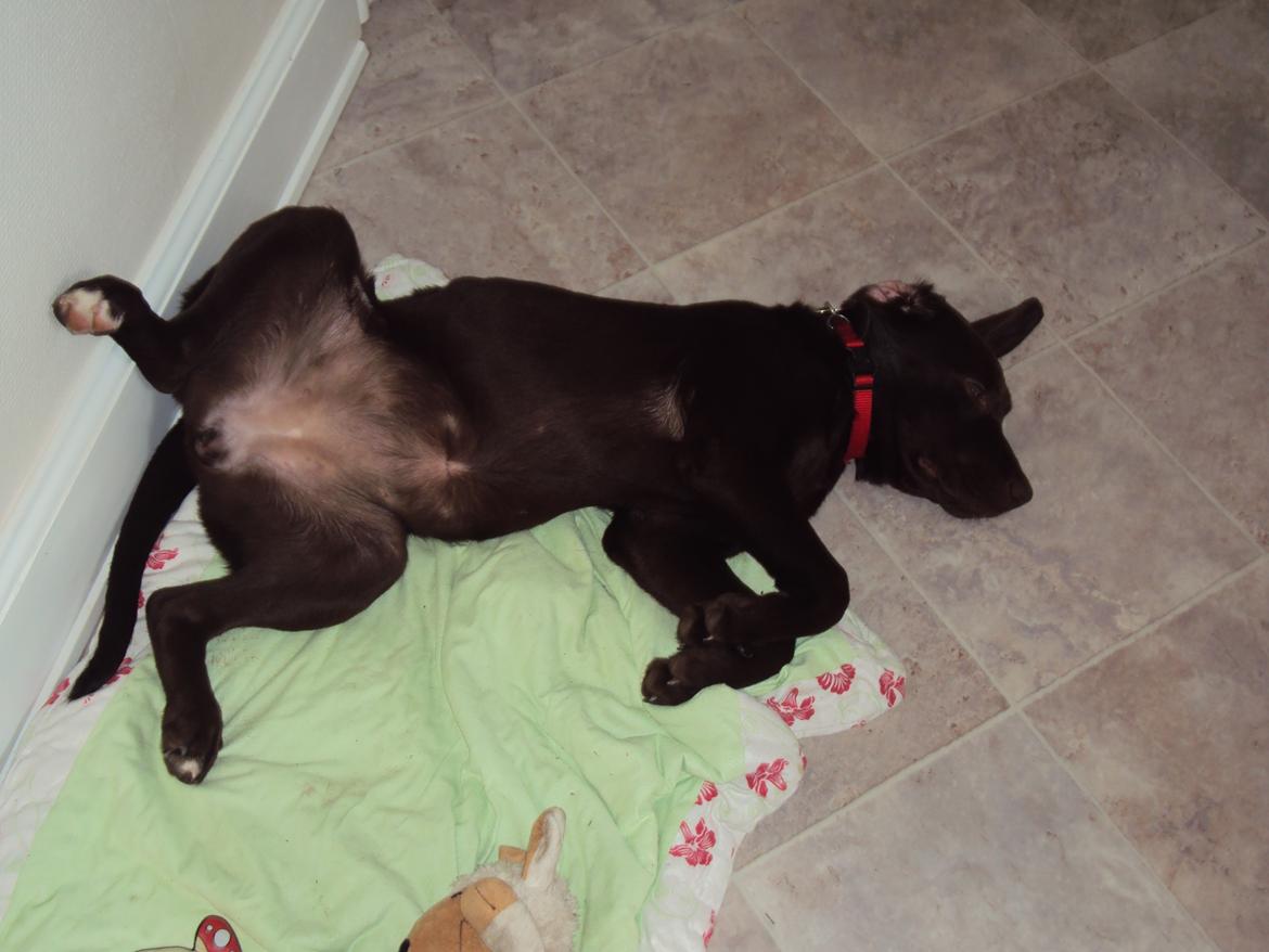 Labrador retriever Sofi - ZZZZZ billede 7