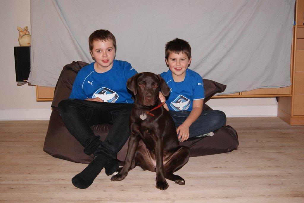 Labrador retriever Sofi - børnebillede billede 8