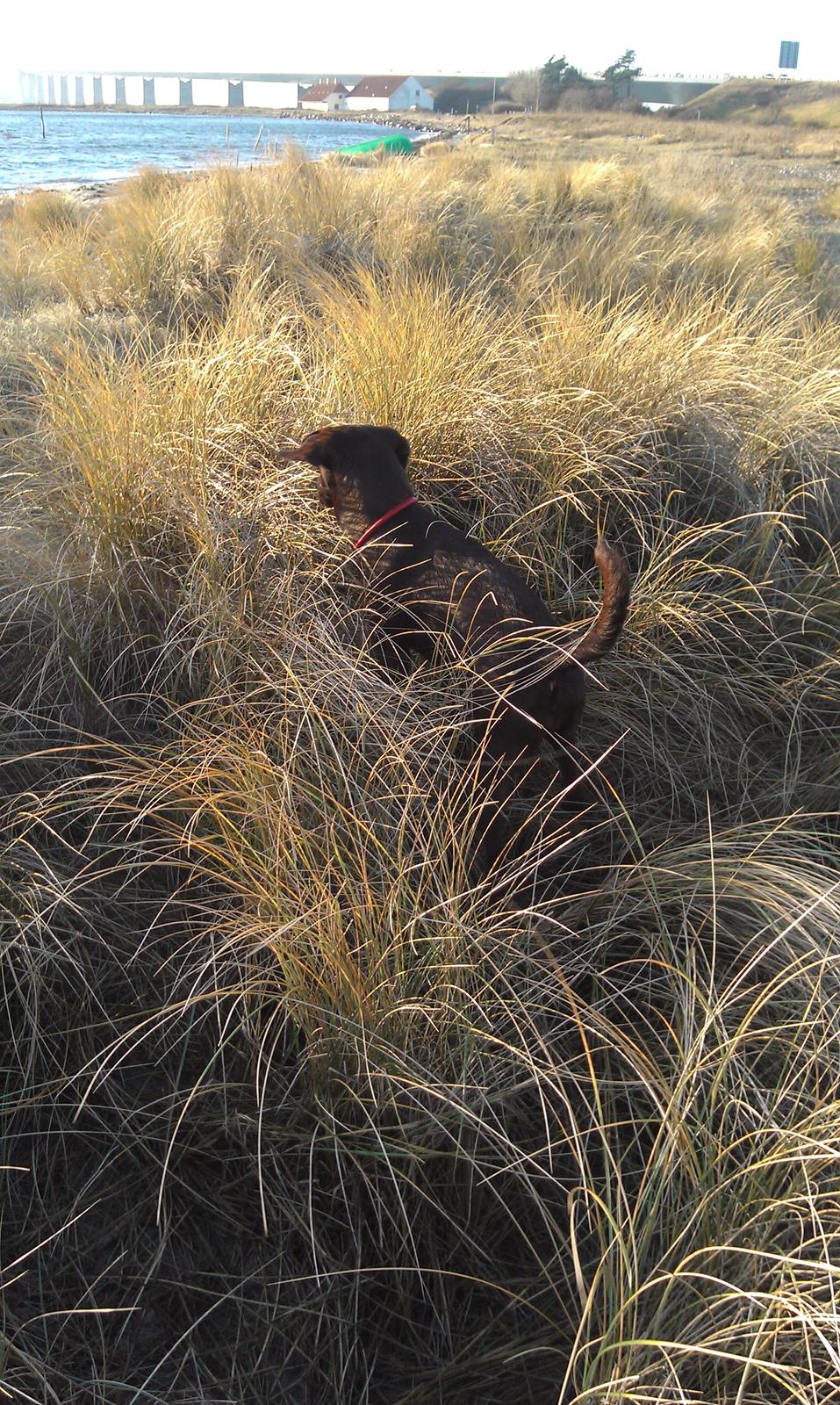 Labrador retriever Sofi - på stranden - fanger mus (tror hun) billede 9