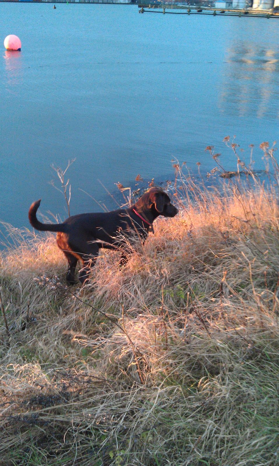 Labrador retriever Sofi billede 10