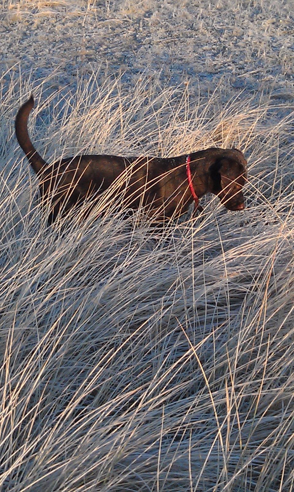 Labrador retriever Sofi billede 11