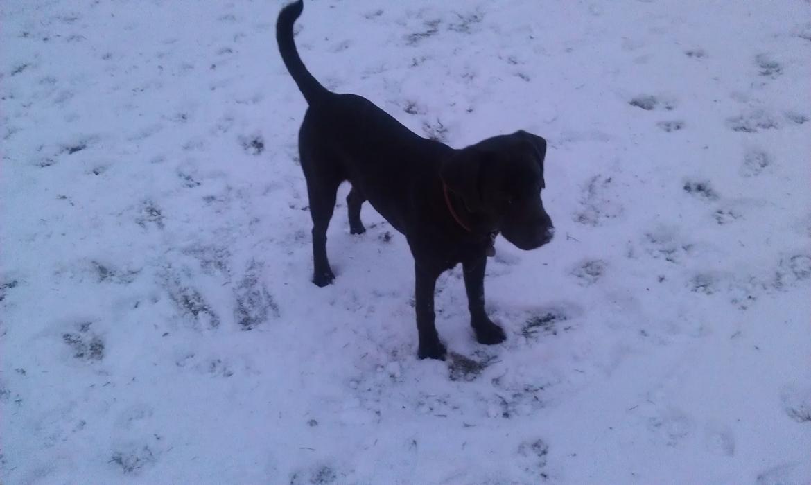 Labrador retriever Sofi - Sne - gips hvad er det billede 12