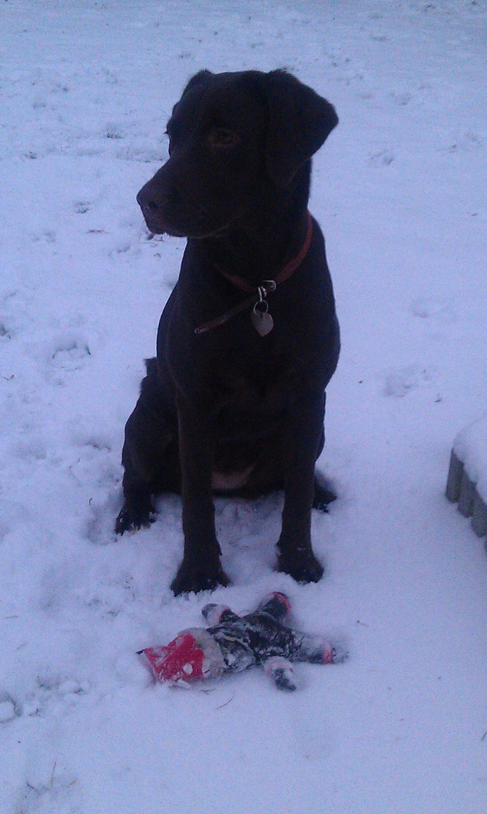 Labrador retriever Sofi billede 13