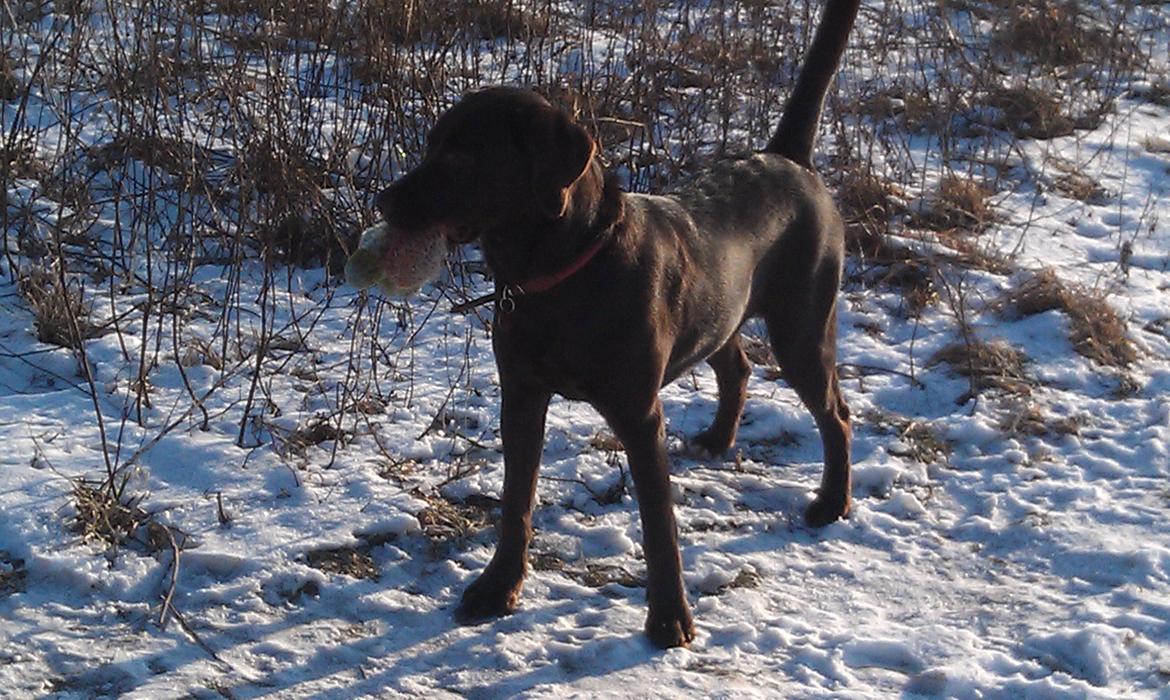 Labrador retriever Sofi billede 14