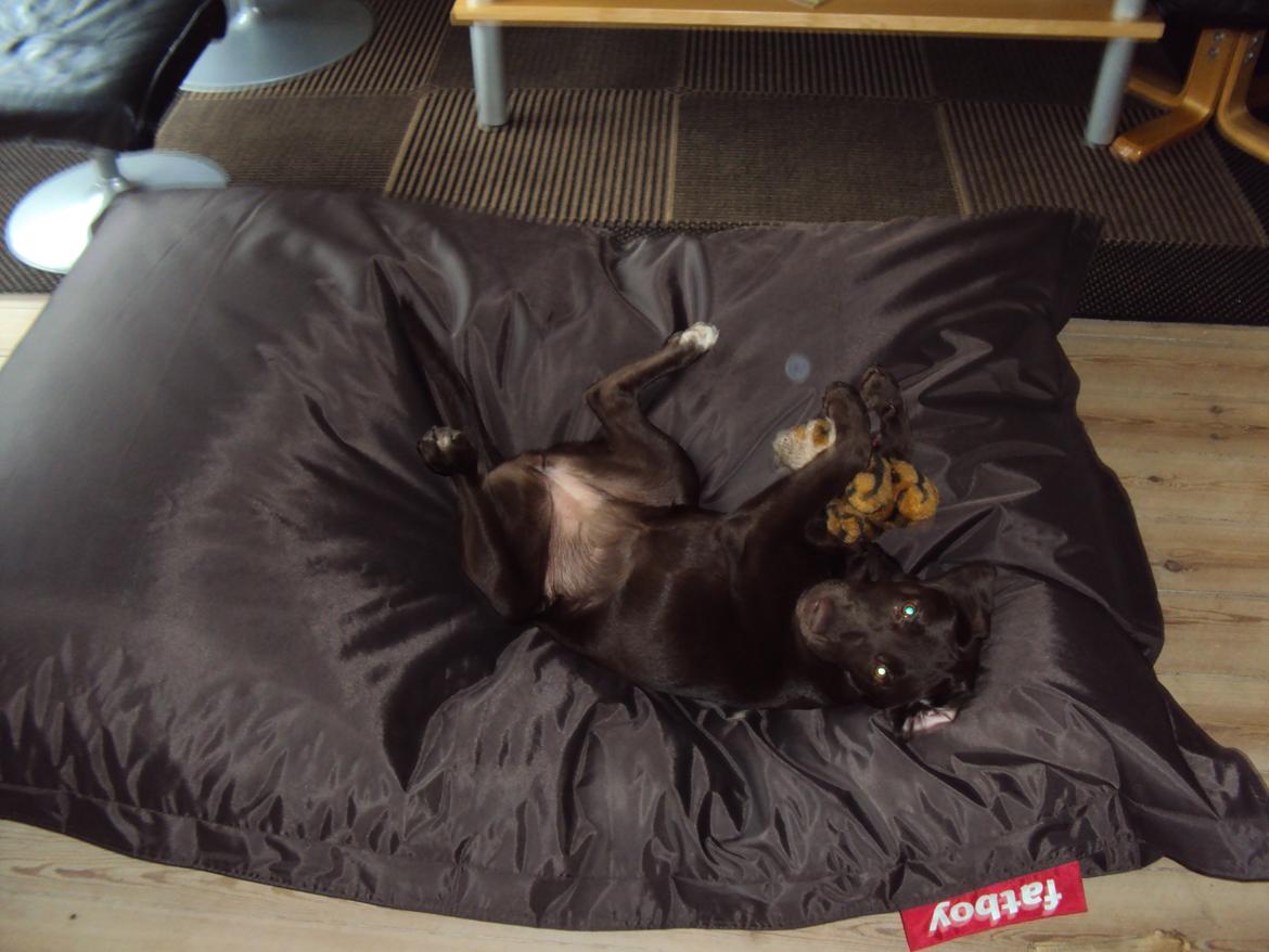 Labrador retriever Sofi - det er livet billede 15