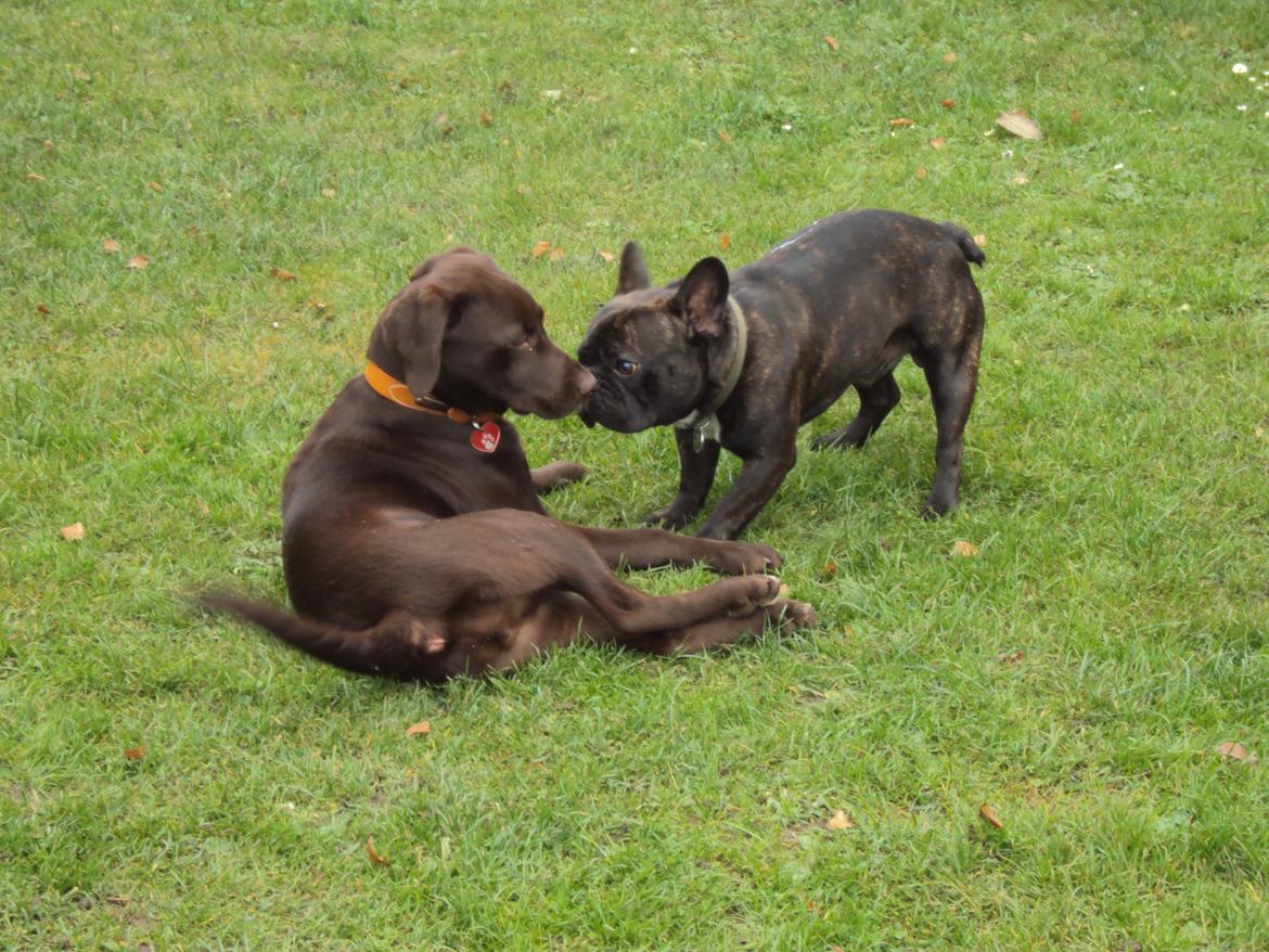 Labrador retriever Sofi - Min ven Valdemar billede 16