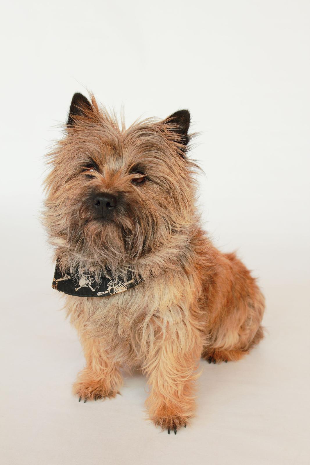 Cairn terrier Jensen aka Gulvmoppen - "Jeg trænger altså til at blive studset mor! Jeg kan ikke se en fis" billede 9