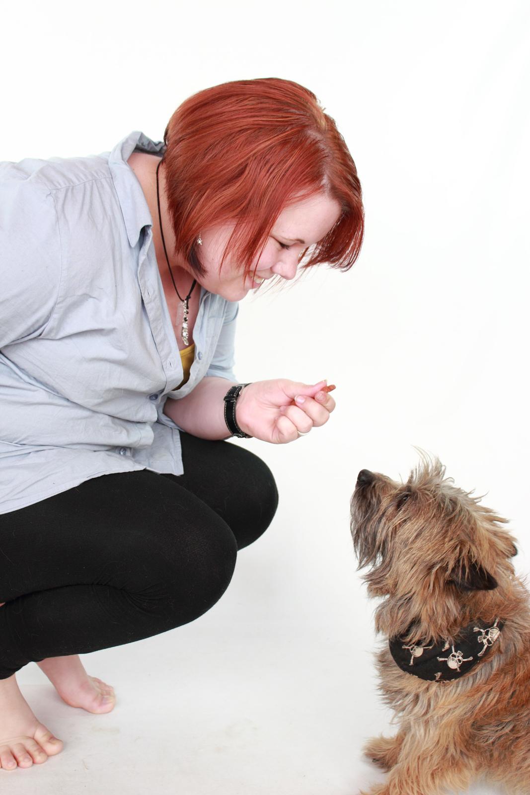 Cairn terrier Jensen aka Gulvmoppen - "Må jeg ikke godt lige smage den der? Altså bare smage!?" billede 13