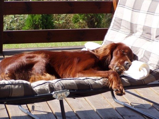 Irsk setter Milan billede 8