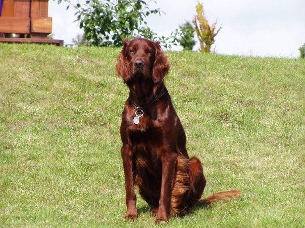 Irsk setter Milan billede 9