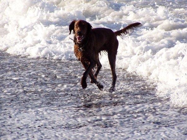 Irsk setter Milan billede 10