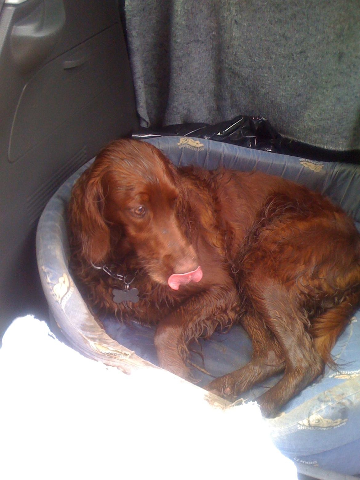 Irsk setter Milan billede 11