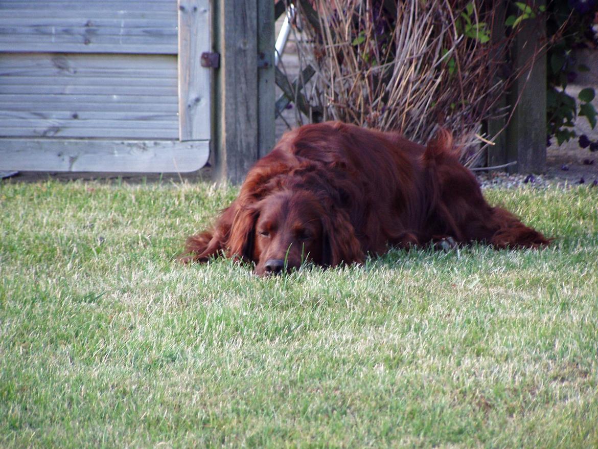 Irsk setter Milan billede 12