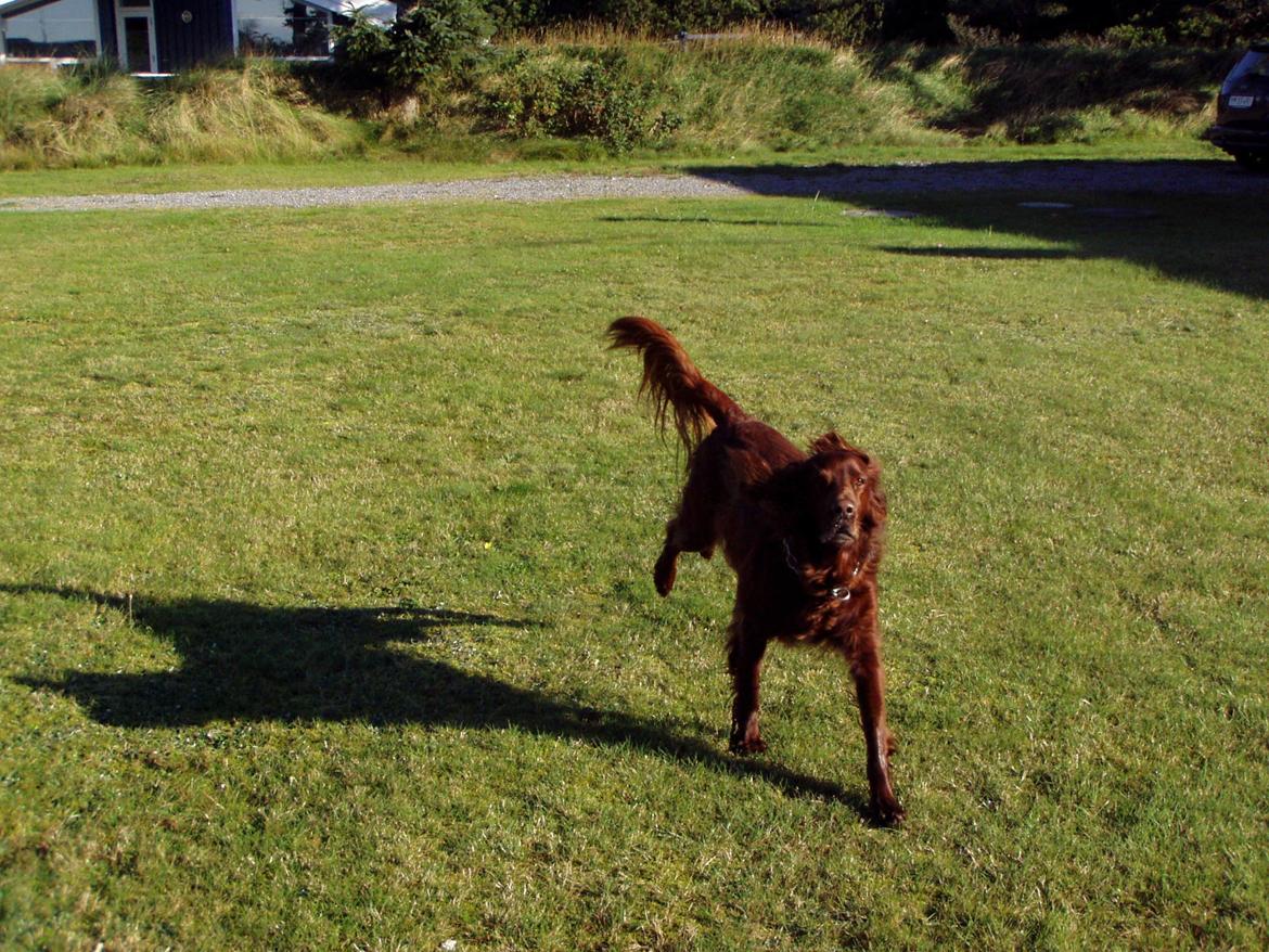 Irsk setter Milan billede 13