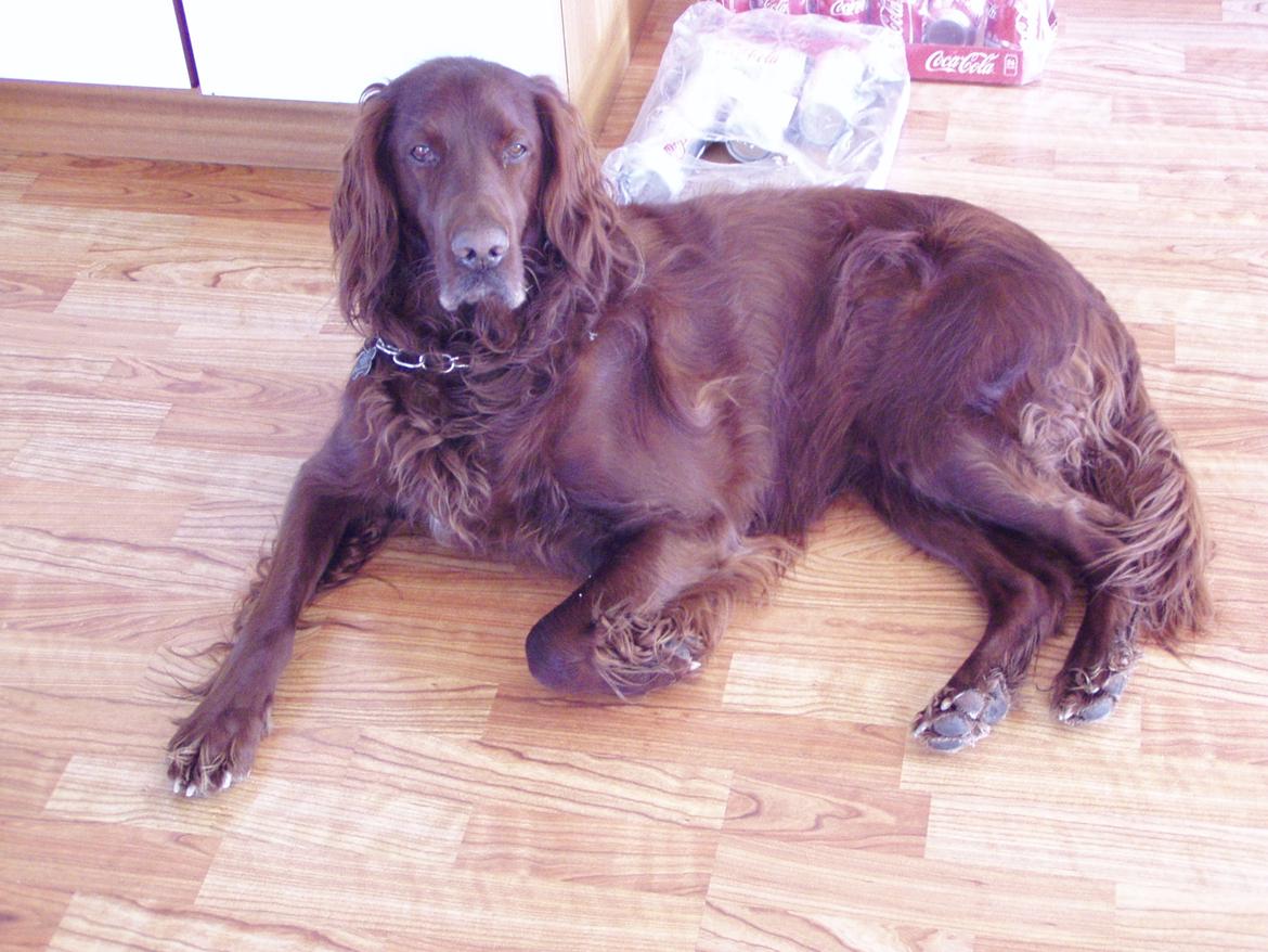 Irsk setter Milan billede 14