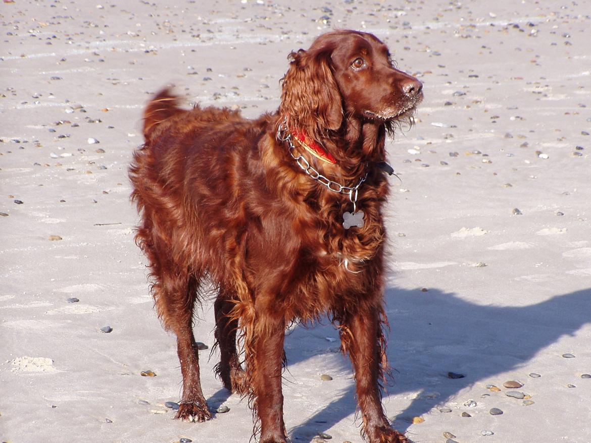 Irsk setter Milan billede 15