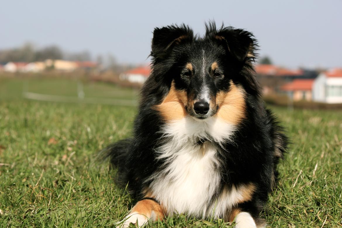 Shetland sheepdog Elverlamshuset's Uno - Uno sommer 2012 billede 2