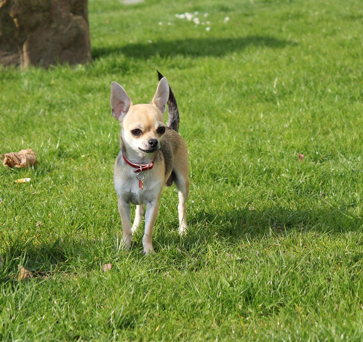 Chihuahua Frk Kvistes Brianna *Bindi* - Min store smukke pige <3
Billede taget den 19/4-2012. billede 34