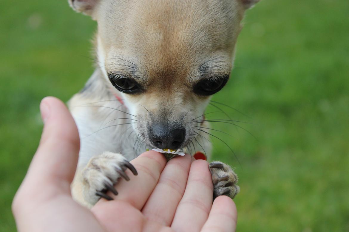 Chihuahua Frk Kvistes Brianna *Bindi* - Smukke Bindi dufter til en blomst <3
Billede taget den 19/4-2012. billede 28