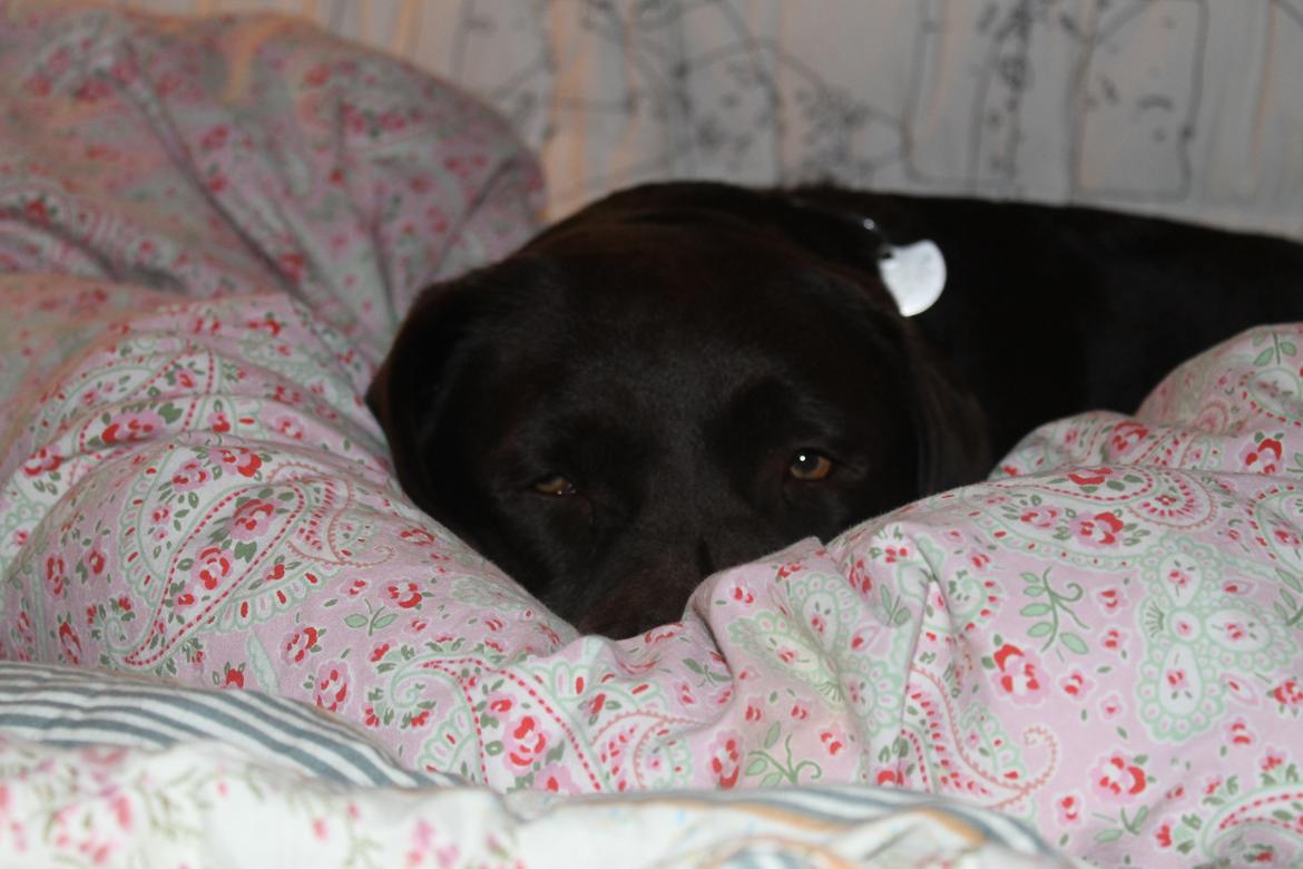 Labrador retriever Aya billede 6