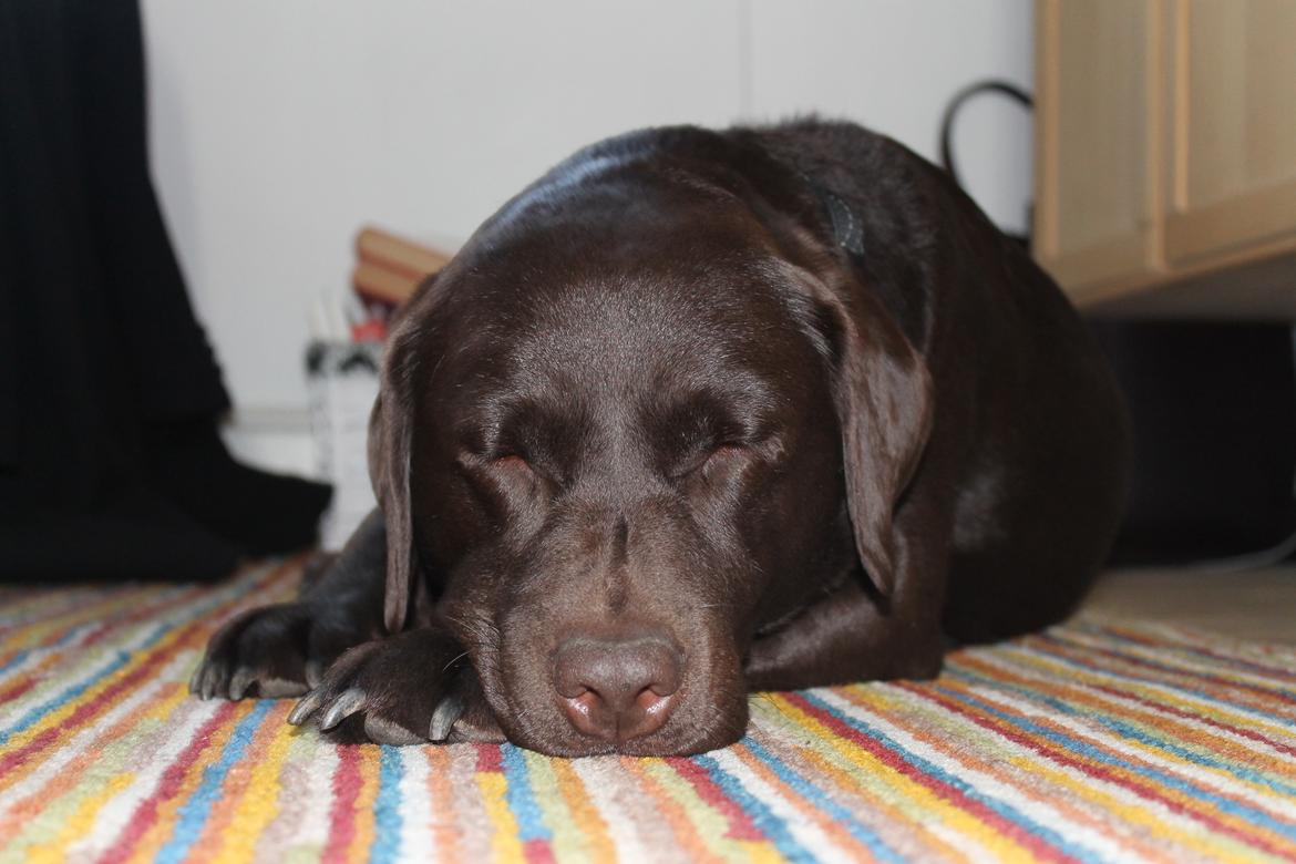 Labrador retriever Aya billede 14