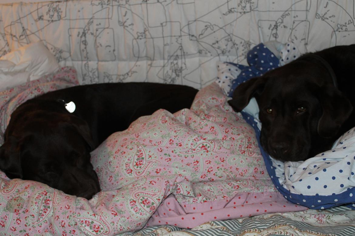 Labrador retriever Nelly billede 4