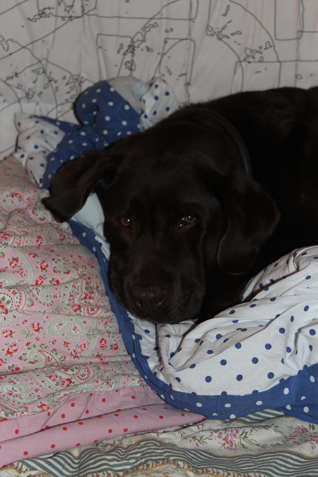 Labrador retriever Nelly billede 1